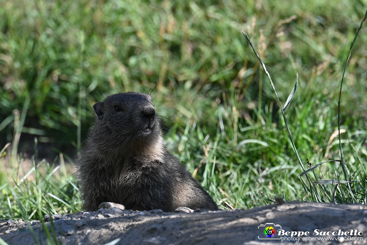 VBS_1 -  Plateau du Mont-Cenise, Grand Croix, Marmotte_-_0072 mt.jpg